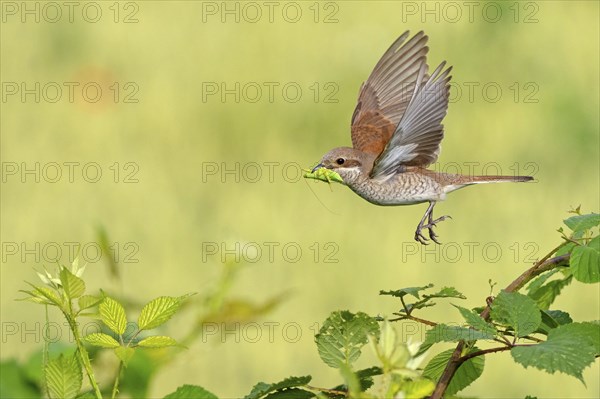 Red-backed shrike (Lanius collurio), female with prey, take-off, departure study, Hockenheim, Baden-Württemberg, Germany, Europe