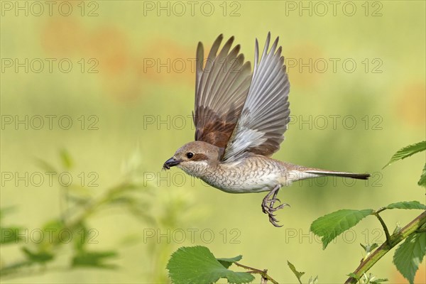 Red-backed shrike (Lanius collurio), female, departure photo, take-off, Hockenheim, Baden-Württemberg, Germany, Europe