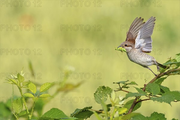 Red-backed shrike (Lanius collurio), female, departure photo, take-off, Hockenheim, Baden-Württemberg, Germany, Europe