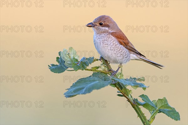 Red-backed shrike, red-backed shrike, thorn-backed shrike, family of shrikes, (Lanius collurio), female, Hockenheim, Baden-Württemberg, Germany, Europe