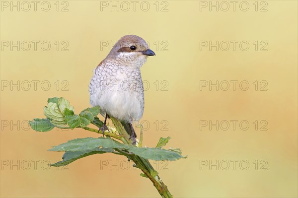 Red-backed shrike, red-backed shrike, thorn-backed shrike, family of shrikes, (Lanius collurio), female, Hockenheim, Baden-Württemberg, Germany, Europe