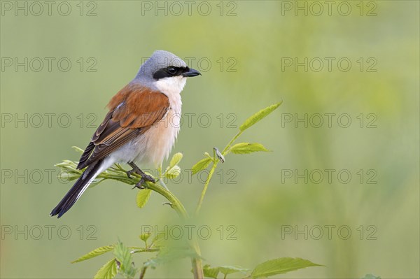 Red-backed shrike, red-backed shrike, thorn-backed shrike, family of shrikes, (Lanius collurio), male, Hockenheim, Baden-Württemberg, Germany, Europe