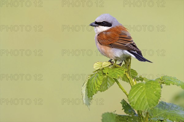 Red-backed shrike, red-backed shrike, thorn-backed shrike, family of shrikes, (Lanius collurio), male, Hockenheim, Baden-Württemberg, Germany, Europe