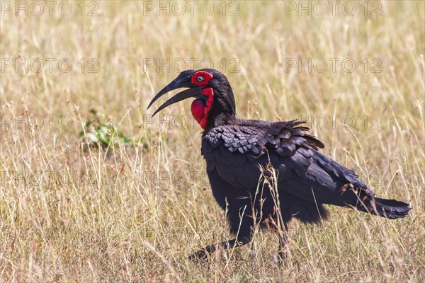 Southern ground hornbill (Bucorvus leadbeateri) walking on the grass savanna in Africa, Maasai Mara National Reserve, Kenya, Africa