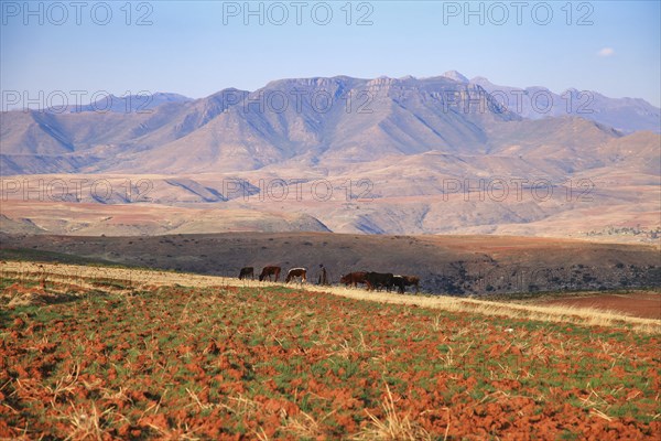 Shepard with animals in Lesotho