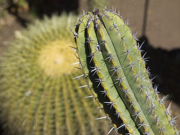 Close-up of a green cactus with pointed spines in the sunlight, Puerto de la cruz, tenerife, spain