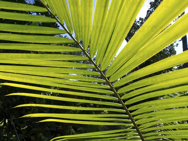 A large green palm leaf in front of a sunny background, Puerto de la cruz, tenerife, spain