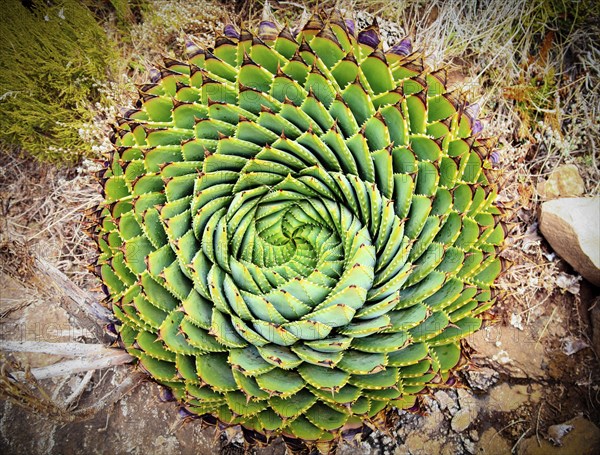 Spiral Aloe (Aloe polyphylla) the national plant of Lesotho