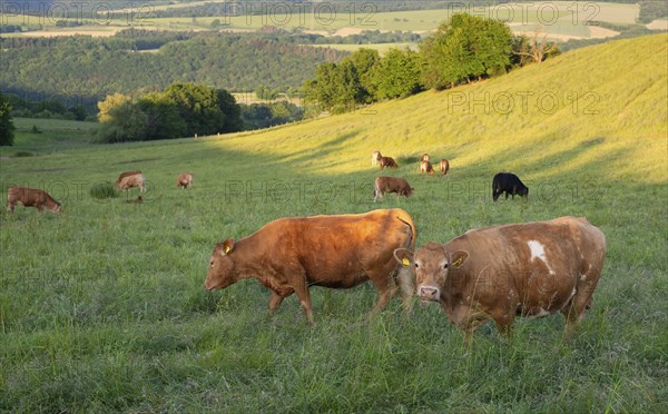 Cows grazing on pasture in Germany, species appropriate animal husbandry, farmland meadow