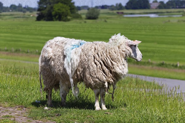 Domestic sheep (Ovis gmelini aries) on dyke in thick sheepskin in front of shearing, Wedeler Elbmarsch, Wedel, Schleswig-Holstein, Germany, Europe