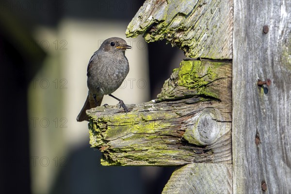 Black redstart (Phoenicurus ochruros gibraltariensis) female, first calendar year male perched on weathered wooden beam of barn, shed in spring