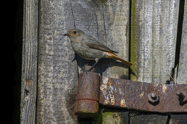 Black redstart (Phoenicurus ochruros gibraltariensis) female, first calendar year male perched on rusty hinge of weathered barn door, shed in spring