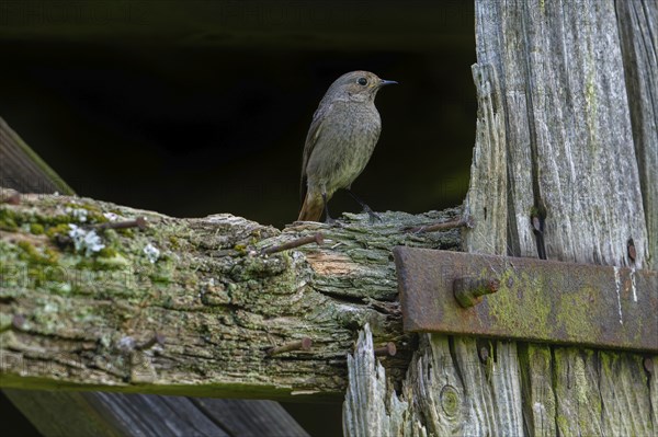 Black redstart (Phoenicurus ochruros gibraltariensis) female, first calendar year male perched on weathered wooden beam of barn, shed in spring