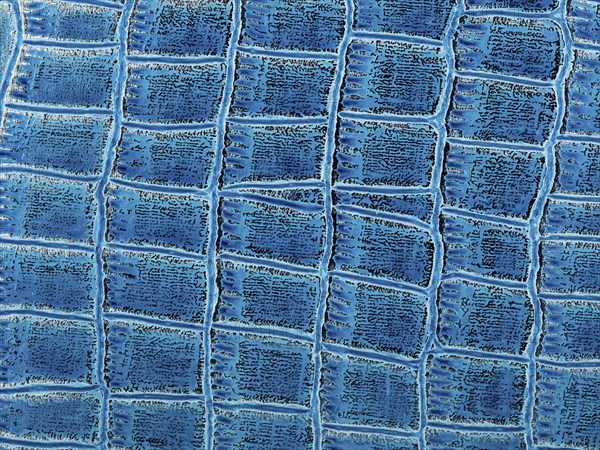 Abstract texture of synthetic leather, blue crocodile background