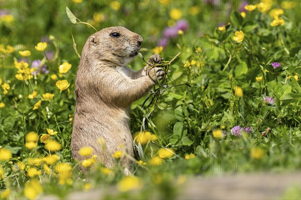 Ground squirrel in a colourful meadow, holding plants in its paws, black-tailed prairie dog (Cynomy ludovicianus)