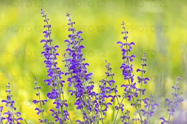 Meadow sage (Salvia pratensis), Lamiaceae, Bergsteig, Fridingen, Upper Danube Nature Park, Baden-Württemberg, Germany, Europe