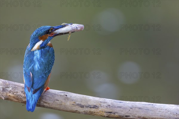 Kingfisher (Alcedo atthis) with fish in its beak, kingfishers (Alcedinidae), Inzigkofen, Upper Danube nature park Park, Baden-Württemberg, Germany, Europe