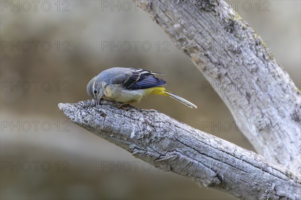 Grey wagtail (Motacilla cinerea), Inzigkofen, Upper Danube Nature Park, Baden-Württemberg, Germany, Europe