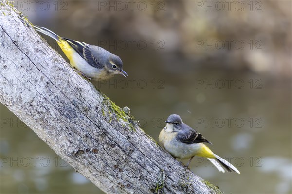 Two grey wagtails (Motacilla cinerea), Inzigkofen, Upper Danube Nature Park, Baden-Württemberg, Germany, Europe