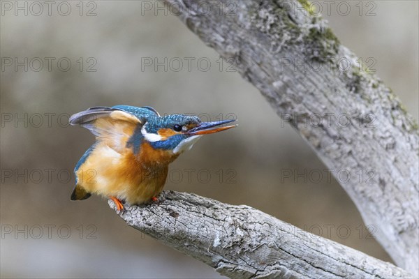 Kingfisher (Alcedo atthis) during plumage care, kingfishers (Alcedinidae), Inzigkofen, Upper Danube nature park Park, Baden-Württemberg, Germany, Europe