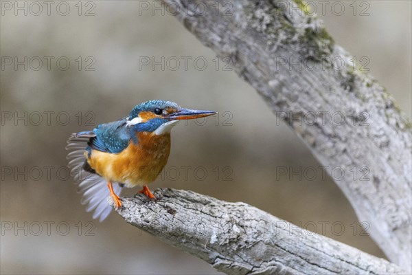 Kingfisher (Alcedo atthis) during plumage care, kingfishers (Alcedinidae), Inzigkofen, Upper Danube nature park Park, Baden-Württemberg, Germany, Europe