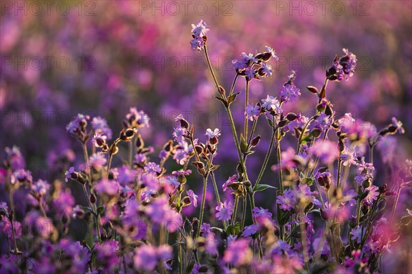 Red campion (Silene diocia) backlit, carnation family (Caryophyllaceae), Messkirch, Upper Danube nature park Park, Baden-Württemberg, Germany, Europe