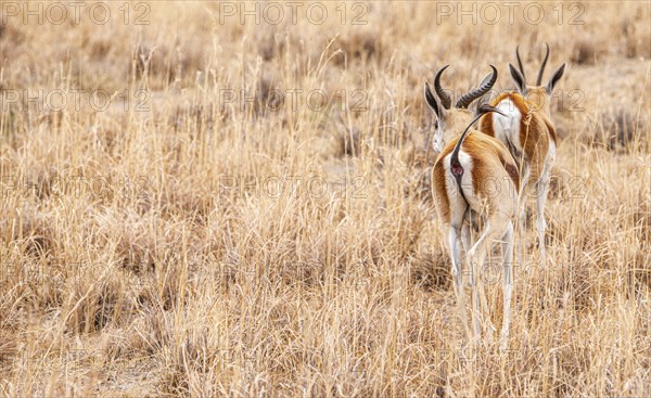 Group of Springboks grazing in the Khama Rhino Sanctuary, Botswana, during winter, Africa