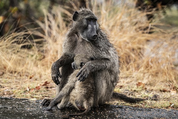 Chacma Baboon, Papio Ursinus, in the Kruger National Park, South Africa, Africa