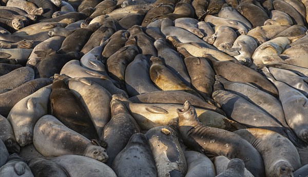 Sea Lions at the Pacific Coast Highway near San Simeon, California, USA, North America