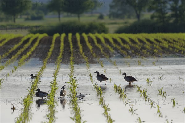 Mallards and Egyptian geese after continuous rain on flooded farmland, maize field, Schwäbisch-Franconian Wald nature park Park, Schwäbisch Hall, Hohenlohe, Heilbronn-Franken, Germany, Europe