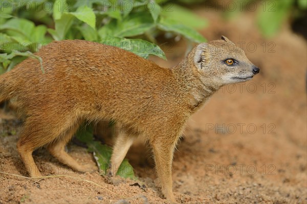 Close-up of a Yellow Mongoose or red meerkat (Cynictis penicillata) in summer, Germany, Europe