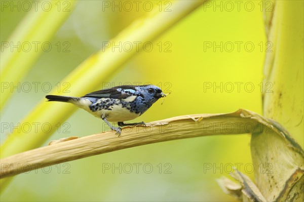 Close up of a Turquoise Tanager (Tangara mexicana) sitting oin a branch