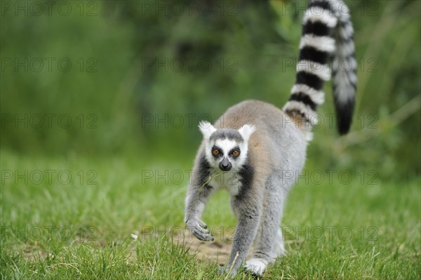 Ring-tailed lemur (Lemur catta) on a meadow, captive, Zoo Augsburg