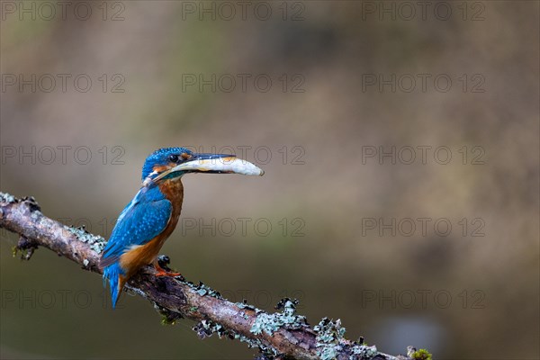 Kingfisher (Alcedo atthis) with fish in its beak, kingfishers (Alcedinidae), Inzigkofen, Upper Danube nature park Park, Baden-Württemberg, Germany, Europe