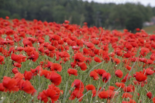 Field with poppies