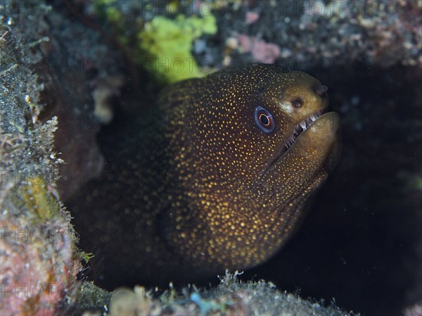 Golden-tailed moray eel (Gymnothorax miliaris) hiding between rocks in the underwater area. Dive site Malpique, La Palma, Canary Islands, Spain, Atlantic Ocean, Europe