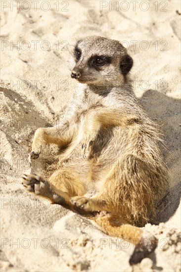 Meerkat (Suricata suricatta)