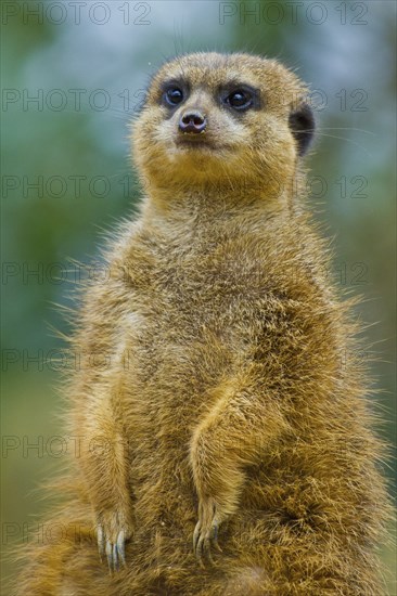 Meerkat (Suricata suricatta)