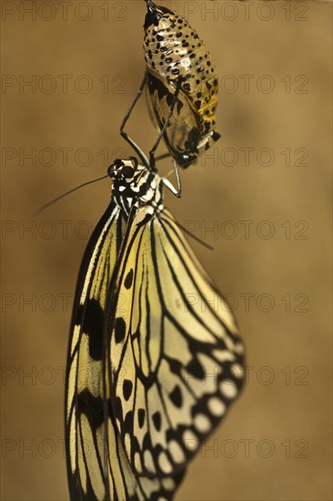 Freshly hatched Paper kite (Idea leuconoe)