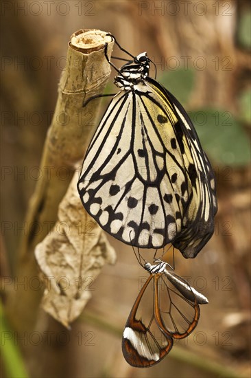 Glasswing butterfly and Paper kite