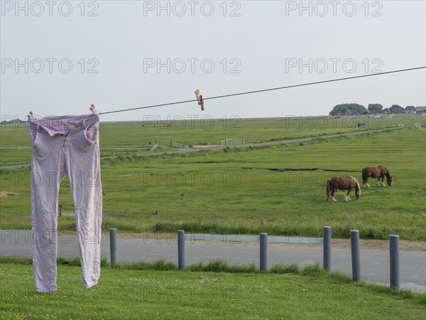 Rural scene with a pair of trousers hanging on a washing line and two horses grazing on a green meadow, hallig hooge, schleswig-holstein, germany