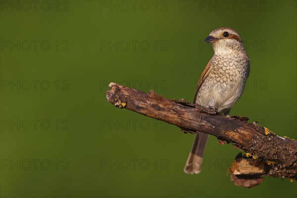 Red-backed shrike, red-backed shrike, thorn-backed shrike, family of shrikes, (Lanius collurio), female, Hockenheim, Baden-Württemberg, Germany, Europe