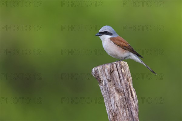 Red-backed shrike, red-backed shrike, thorn-backed shrike, family of shrikes, (Lanius collurio), male, Hockenheim, Baden-Württemberg, Germany, Europe