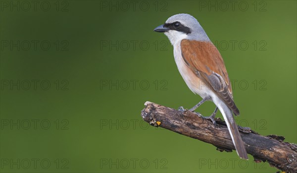 Red-backed shrike, red-backed shrike, thorn-backed shrike, family of shrikes, (Lanius collurio), male, Hockenheim, Baden-Württemberg, Germany, Europe