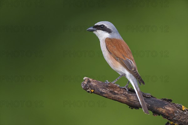 Red-backed shrike, red-backed shrike, thorn-backed shrike, family of shrikes, (Lanius collurio), male, Hockenheim, Baden-Württemberg, Germany, Europe