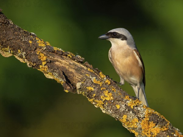 Red-backed shrike, red-backed shrike, thorn-backed shrike, family of shrikes, (Lanius collurio), male, Hockenheim, Baden-Württemberg, Germany, Europe