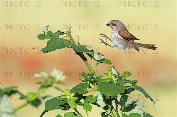 Red-backed shrike (Lanius collurio), female, approach, flight study, Hockenheim, Baden-Württemberg, Germany, Europe