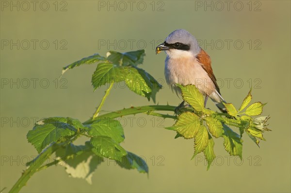 Red-backed shrike (Lanius collurio), male with prey, Hockenheim, Baden-Württemberg, Germany, Europe