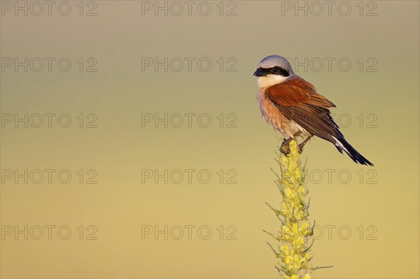 Red-backed shrike, red-backed shrike, thorn-backed shrike, family of shrikes, (Lanius collurio), male, Hockenheim, Baden-Württemberg, Germany, Europe