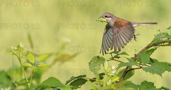 Red-backed shrike (Lanius collurio), female, departure photo, take-off, Hockenheim, Baden-Württemberg, Germany, Europe